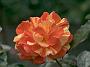 Rosa Papagena
